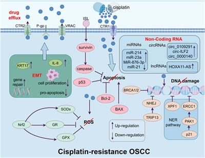Targeting ferroptosis as a potential strategy to overcome the resistance of cisplatin in oral squamous cell carcinoma